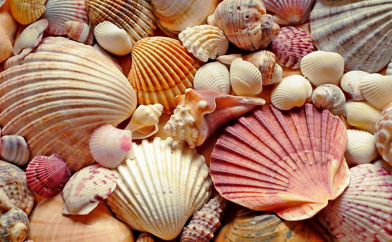 Viele verschiedene Muscheln  - MEER DEKO