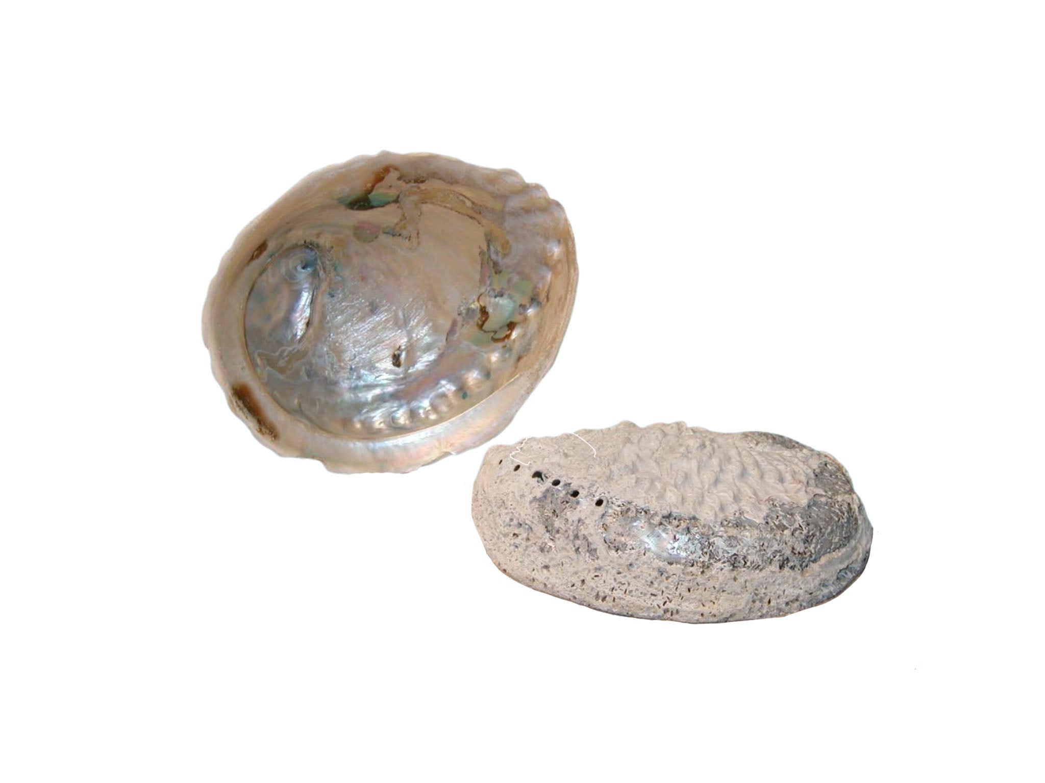 Abalone Muschel 8 - 10cm Haliotis Midae - MEER DEKO