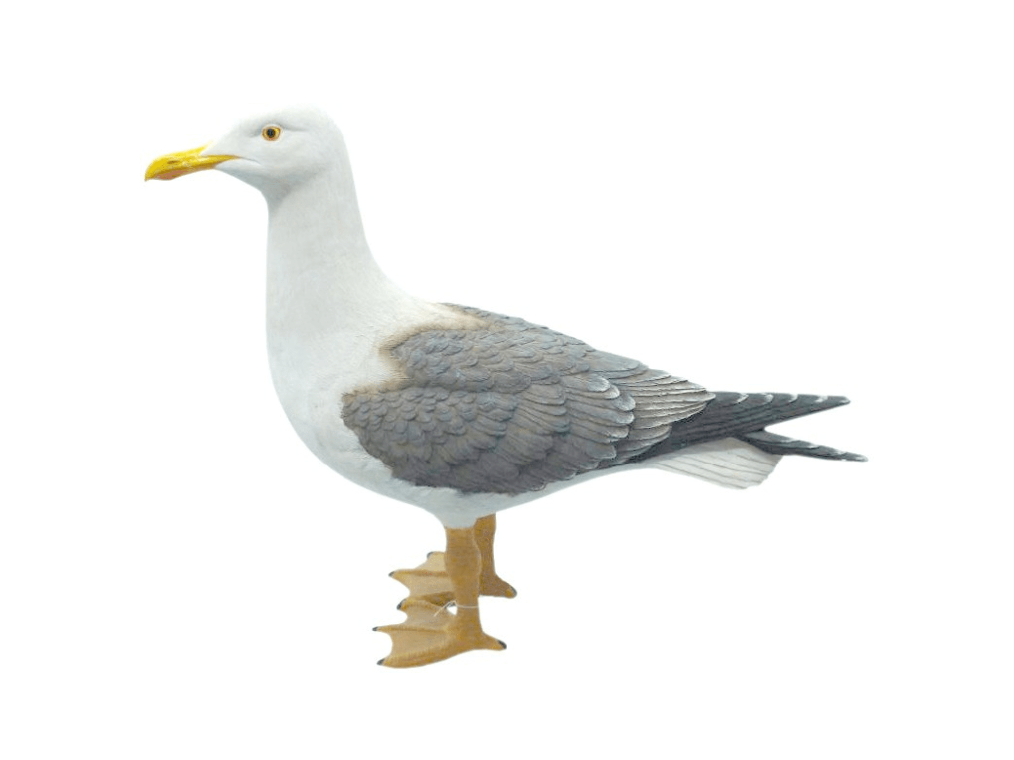 Möwe H. 39cm (mit kleinem Fehler) stehend Figur Polystone - MEER DEKO