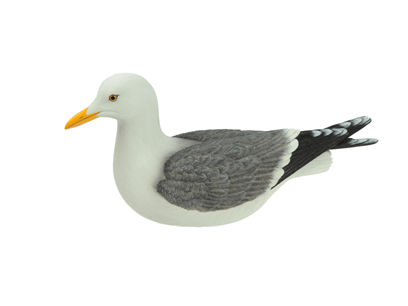 Möwe L. 40cm sitzend und schwimmend Poly Figur - MEER DEKO