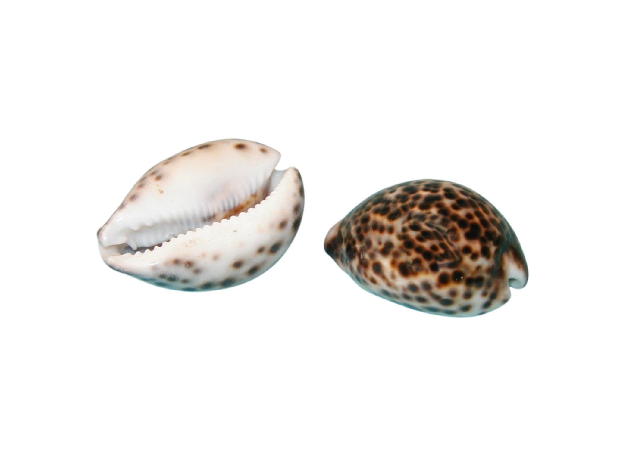 Tigermuschel ca. 5 - 6cm Cypraea Tigris Muscheln - MEER DEKO